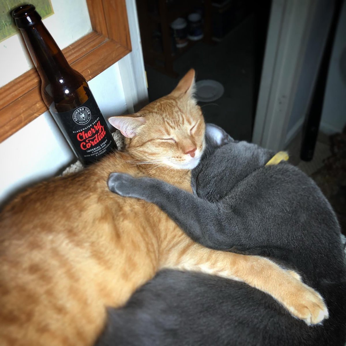 JimmRet's tweet photo. #ThisDayIn 2019
Nothing sez #beercat love like a @stbcbeer Cherry Cordial Imperial Stout!
#SundanceTheBoy #PrincessTheBaby https://t.co/RUOjp19UyP
