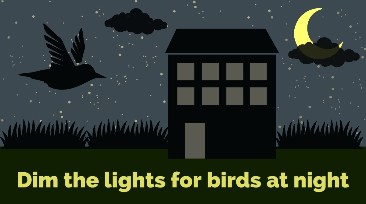 USFWS's tweet photo. As birds continue their fall migration, consider turning off non-essential lights. This simple act can help save the lives of our feathered friends and lessen the harmful impacts of light pollution. https://t.co/WJhP2441S2 https://t.co/T1YvW1Seq4