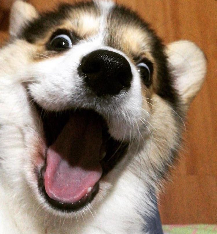 louis as dogs (@iouisdoggies) on Twitter photo 