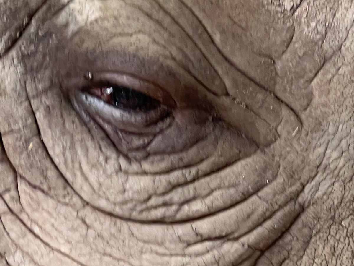 vivek4wild's tweet photo. When I look an #endangered species in the eye, I consider 3 things. The millennia that they have existed on earth, the pressures that we have put on them &amp; what I can do about that. You decide how many you do. And also who this wonderful eye belongs to. #IndiAves #mammal https://t.co/8rVgohun7C