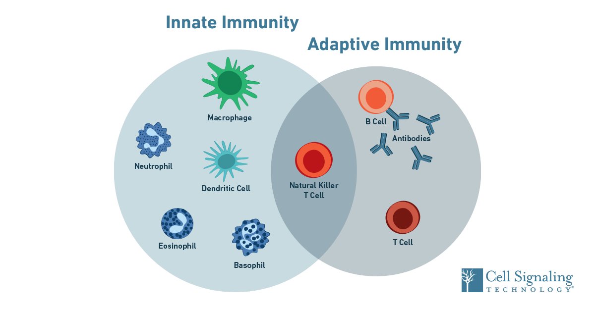 john51913288's tweet photo. Join the 37th International Conference on
#Immunology
The conference provides a stage to exhibit the research works of #pharmacy skills from various #Immunological background.
📆May 24-25, 2023
🔜https://t.co/f2Jwgw7saZ
📍Vienna, Austria
#Immunotherapy #NeuroImmnology #Immunology https://t.co/NKYugw6xBZ