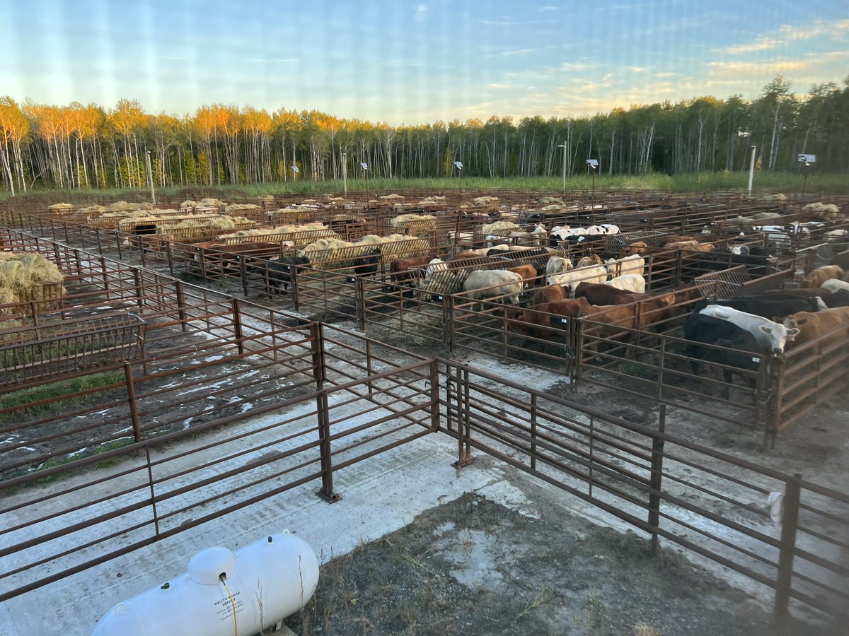 farmgirlkjb's tweet photo. First delivery day today! Stratton Sales Barn will be busy Saturday. Sale time is 8:00 am. Broadcast over the DLMS network. #strattonsalesbarn #rainyrivrerraised https://t.co/zWdXwXj174