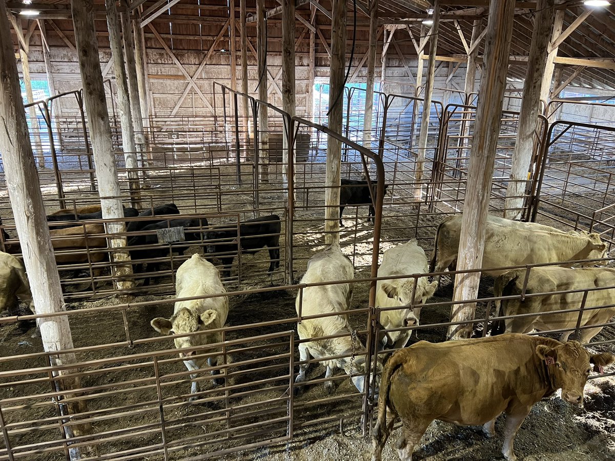 farmgirlkjb's tweet photo. First delivery day today! Stratton Sales Barn will be busy Saturday. Sale time is 8:00 am. Broadcast over the DLMS network. #strattonsalesbarn #rainyrivrerraised https://t.co/zWdXwXj174