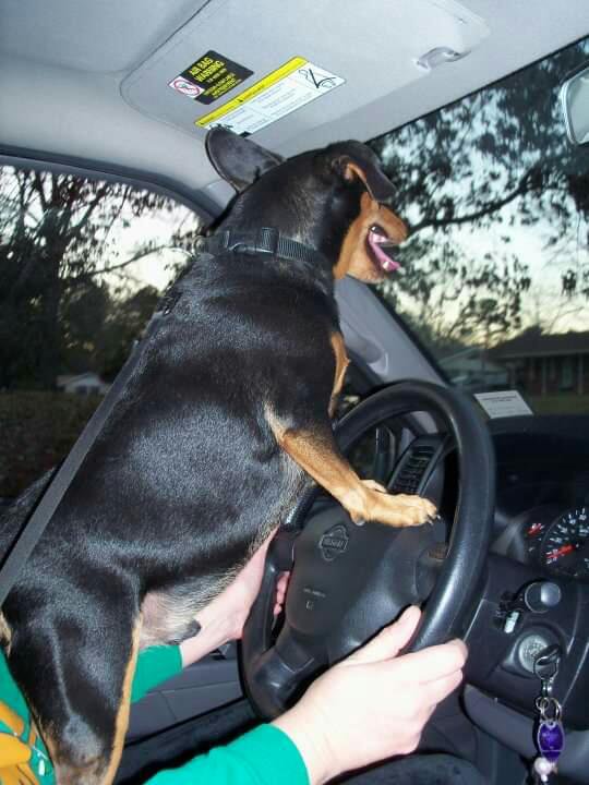 #TodayITookMy__ToWork
Dog - and I let him drive.