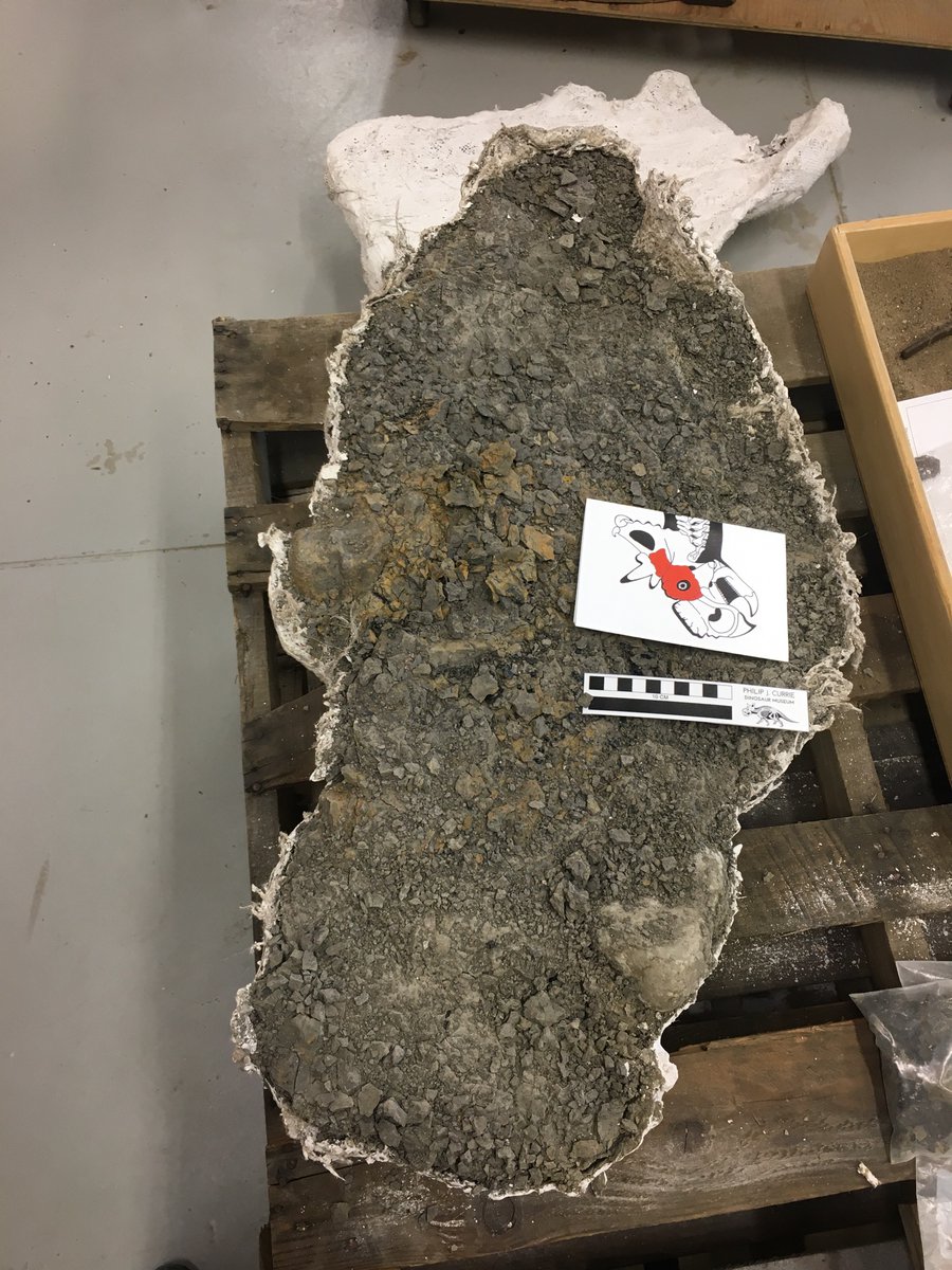 thereal_jsweder's tweet photo. Today I started preparing a partial juvenile #pachyrhinosaurus skull (Mini Boss) from the pipestone bonebed. So far I have a small corner of the forehead horn exposed and I found some nice amber and seeds. 
Let’s see what Mini Boss is hiding in all that matrix. https://t.co/YXhabEdUoK