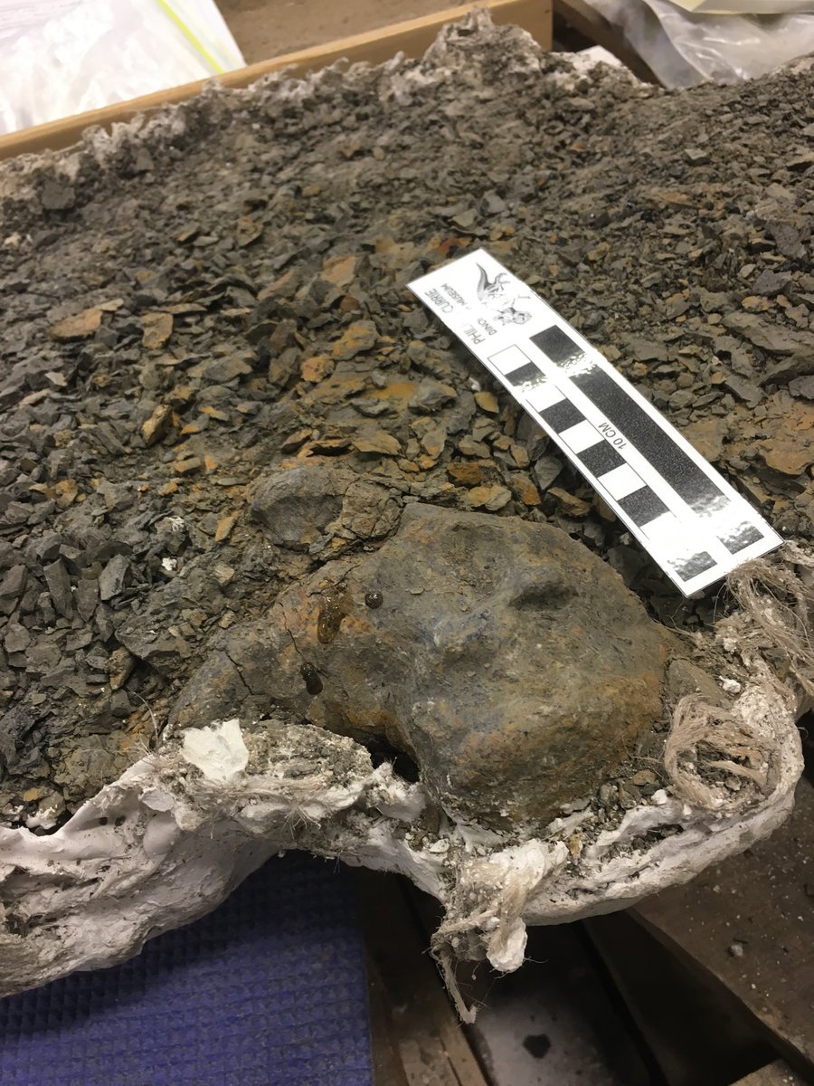 thereal_jsweder's tweet photo. Today I started preparing a partial juvenile #pachyrhinosaurus skull (Mini Boss) from the pipestone bonebed. So far I have a small corner of the forehead horn exposed and I found some nice amber and seeds. 
Let’s see what Mini Boss is hiding in all that matrix. https://t.co/YXhabEdUoK
