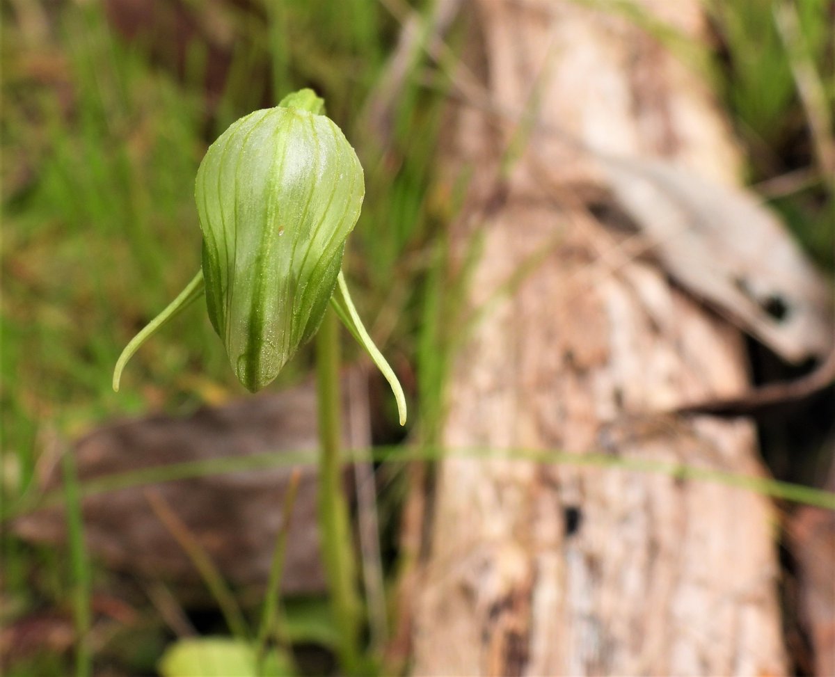 Perfection! #pterostylisnutans #noddinggreenhood #orchidsoftwitter #lifeinthefield #ownpic #yarraranges
