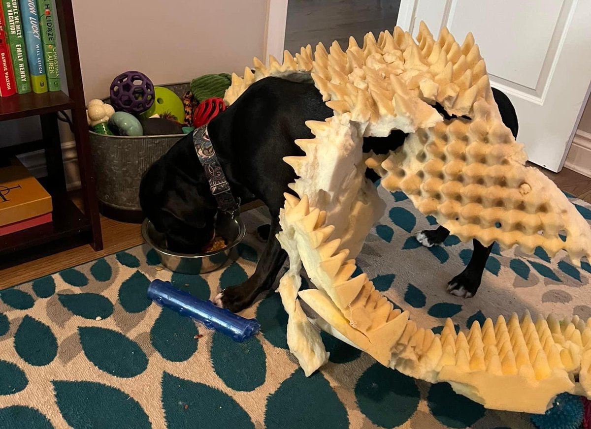 Adoptable (and extremely goofy) Vardis decided to dismantle and wear his dog bed as a dinosaur costume.