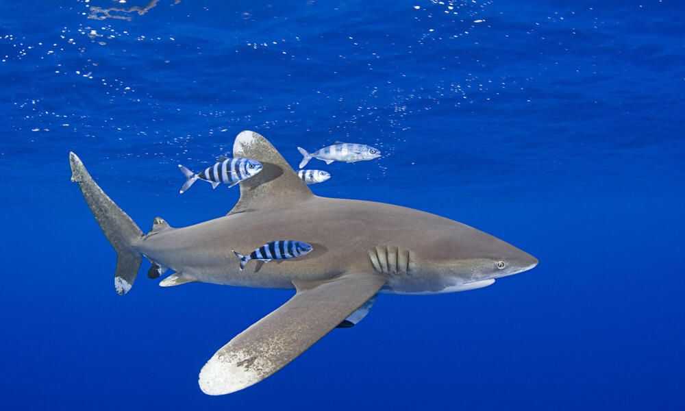 Sharks are very important in maintaining the food web in the oceans; but sadly its populations are declining due to unsustainable overfishing. <a href="/WhySharksMatter/">Dr. David Shiffman 🦈</a> suggests a few points on how to conserve shark populations. #conservation 
tinyurl.com/2p88j5kc

📷: <a href="/WWF_Australia/">WWF_Australia</a>