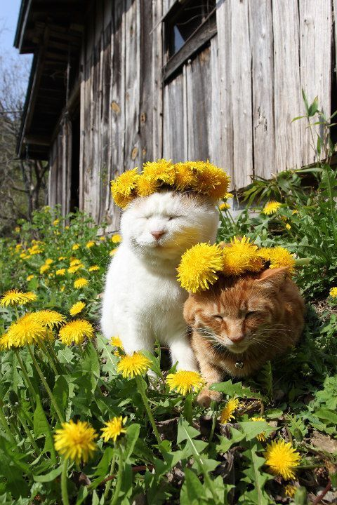 WholesomeMeme's tweet photo. https://t.co/mFC3CMz9dD