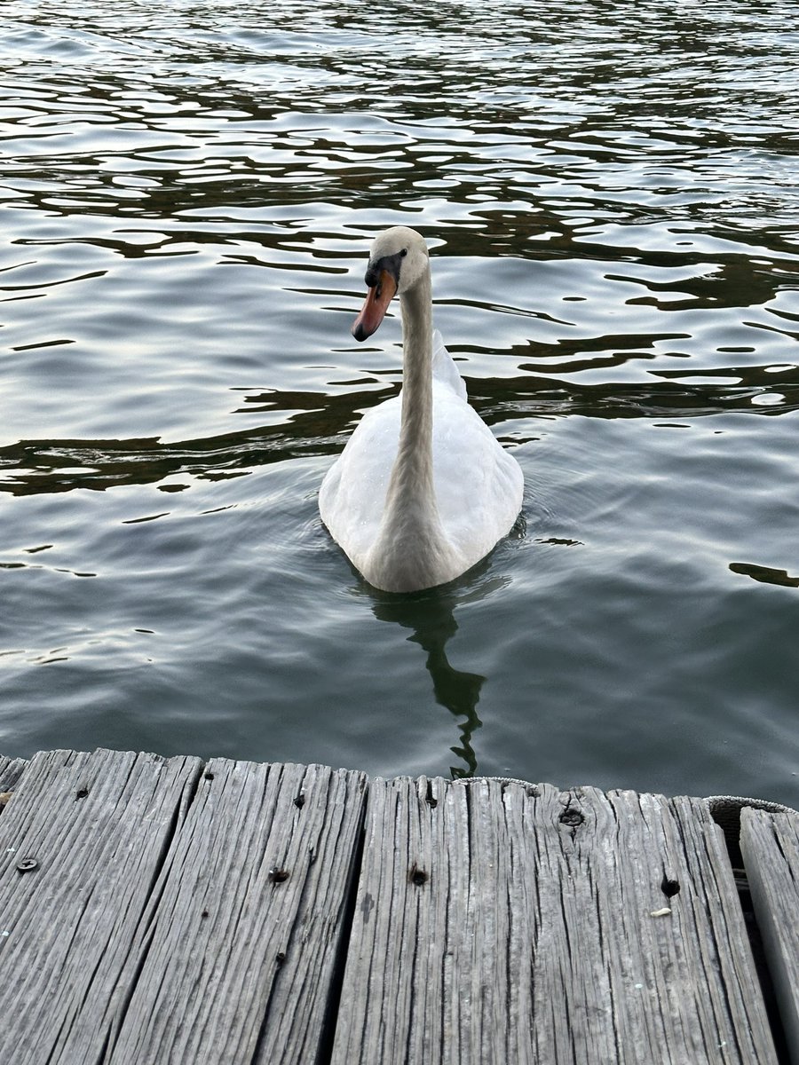 Dinner with a swan