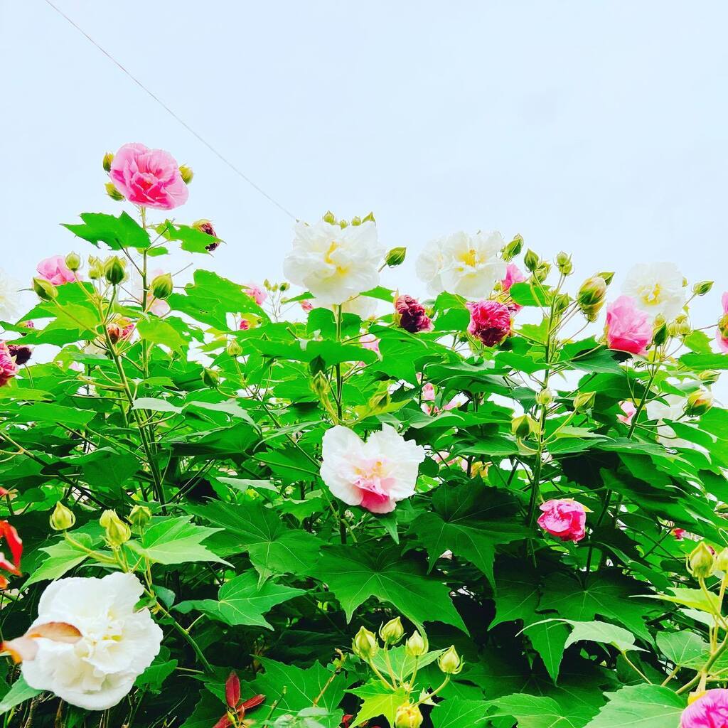 twintrival's tweet photo. おやすみと芙蓉。#sky #イマソラ #cloud #line #asasora #flower #mutabilis #pink #red #white #green #leaf #gardens https://t.co/NLAQxKPbyk