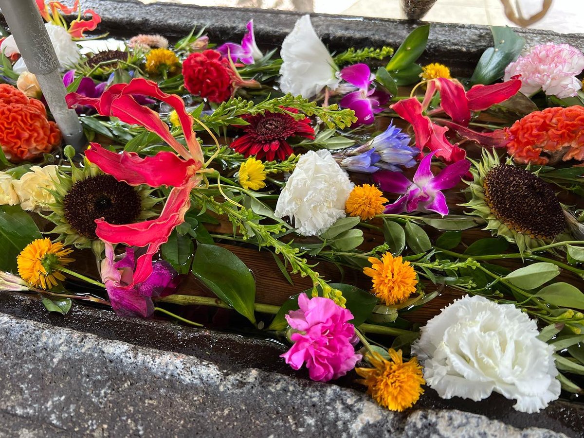 すっかり秋模様ですね 体調を崩さない様 お気をつけ下さい さて 今週の花手水です ケイトウ ヒマワリ グロリオサ トルコキキョウ キキョウ カーネーション 千寿菊 小菊 デンドロビウムです 鳩森八幡神社 鳩森神社 鳩の森八幡宮 鳩の森神社 花手