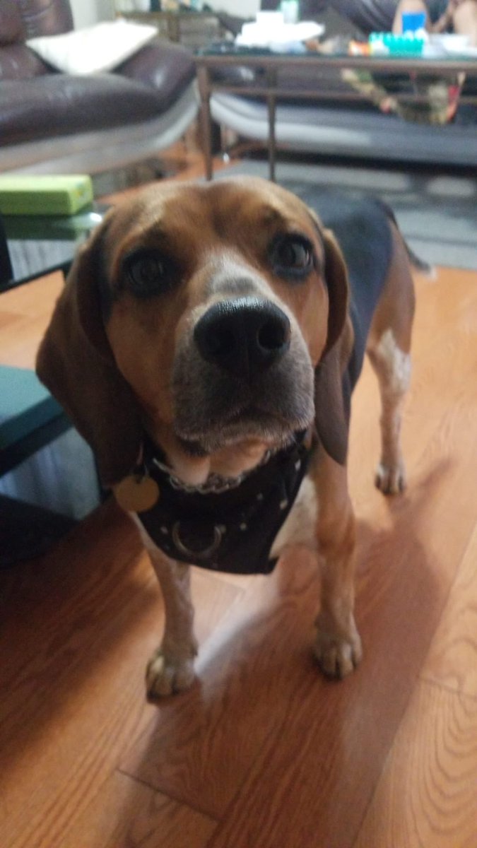 BeagleJ28's tweet photo. @Chloeboo51 ‘Sup? https://t.co/Y5TO91vLpF