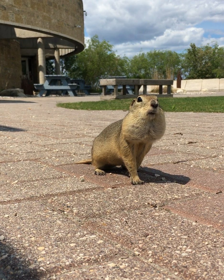 OakHammockMarsh's tweet photo. I have no idea what happened to those nuts, why do you ask? https://t.co/xFCts6m12P