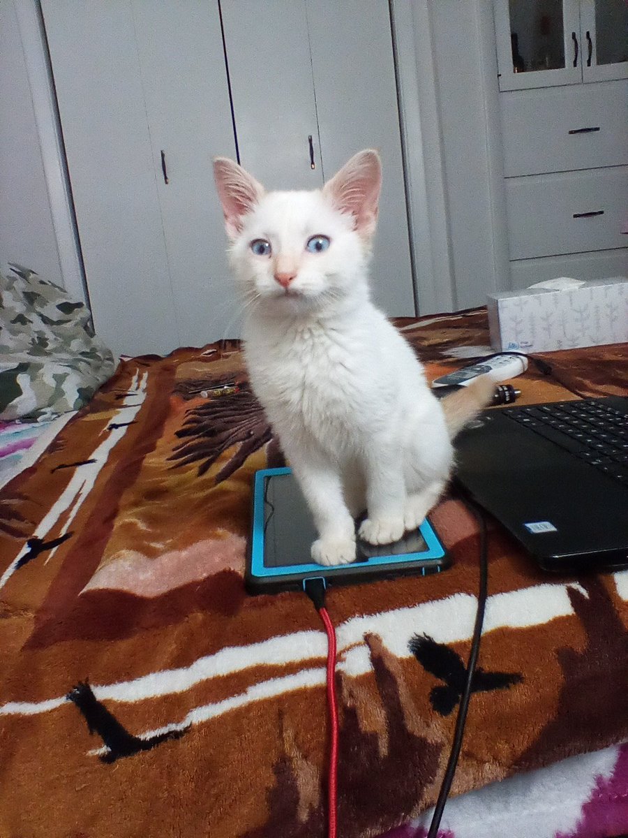 18BUSURPER's tweet photo. Ok #Twitter world!  New kitten!!!! What do we name her?
She is fire tip Siamese Cat.

Found abandoned on farm in #Wisconsin
Finders keepers! 

#SiameseCat #KittensOfTwitter #Kittens #ARMY 
#CatMan #CatParents #SugarLandBarn https://t.co/2D4x0viRYg
