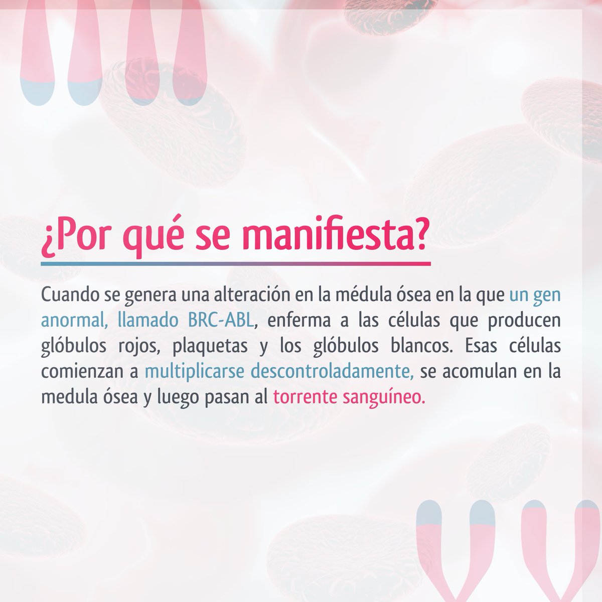 FICMAC_'s tweet photo. 🎗El 22 de septiembre es el Día Mundial de la Leucemia Mieloide Crónica (LMC), una patología que afecta a 1- 1,5 de cada 100.000 personas, la mayoría de ellas, hombres de alrededor de 66 años. 
#diamundialdelamieloidecronica #mieloidecrónica #mielóide #cáncer #oncología #oncology https://t.co/bcB3Xy2znr