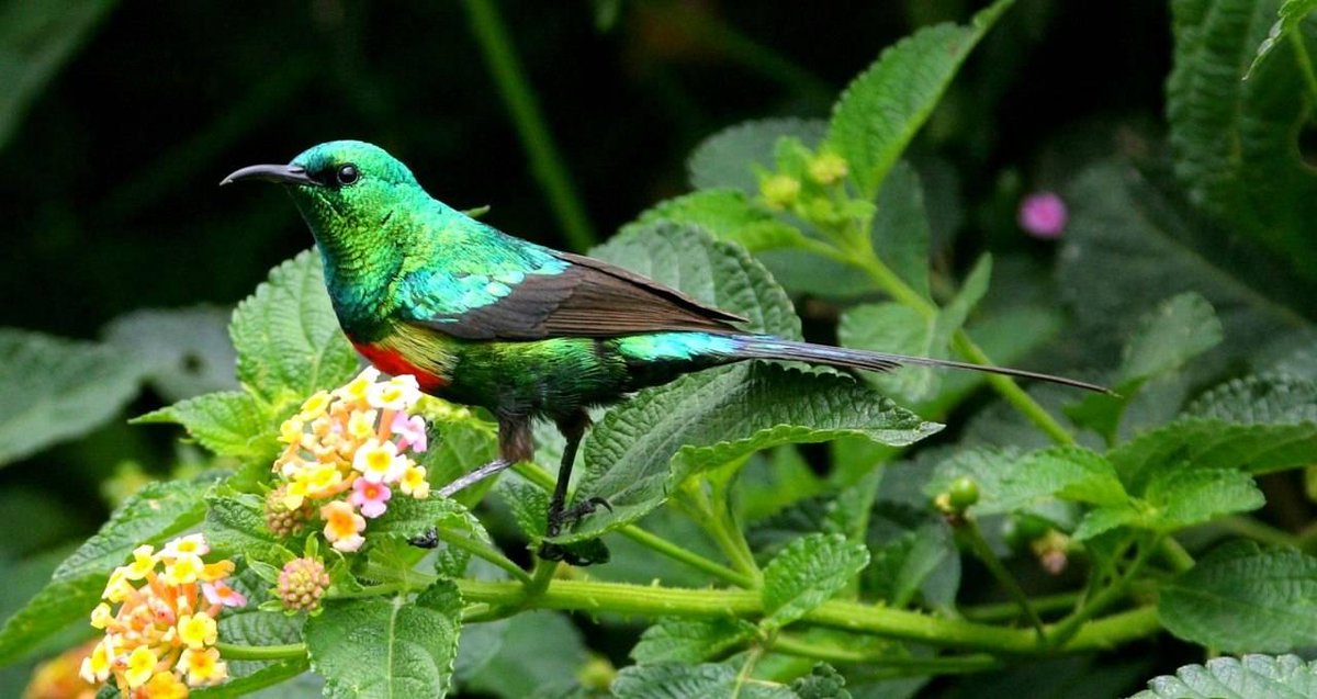 visitethiotours's tweet photo. #BeautifulSunbird (Cinnyris pulchellus)
Distribution: C. p. pulchellus is found in Mauritania to Sierra Leone and east to Eritrea, Ethiopia &amp; nw Kenya.
Location: Debre Zeit, Ethiopia
Photo: Merid 
#Ethiopianbirds #Birdwatchingadventures #BirdsSeenIn2022 https://t.co/f7KJVxq7cs