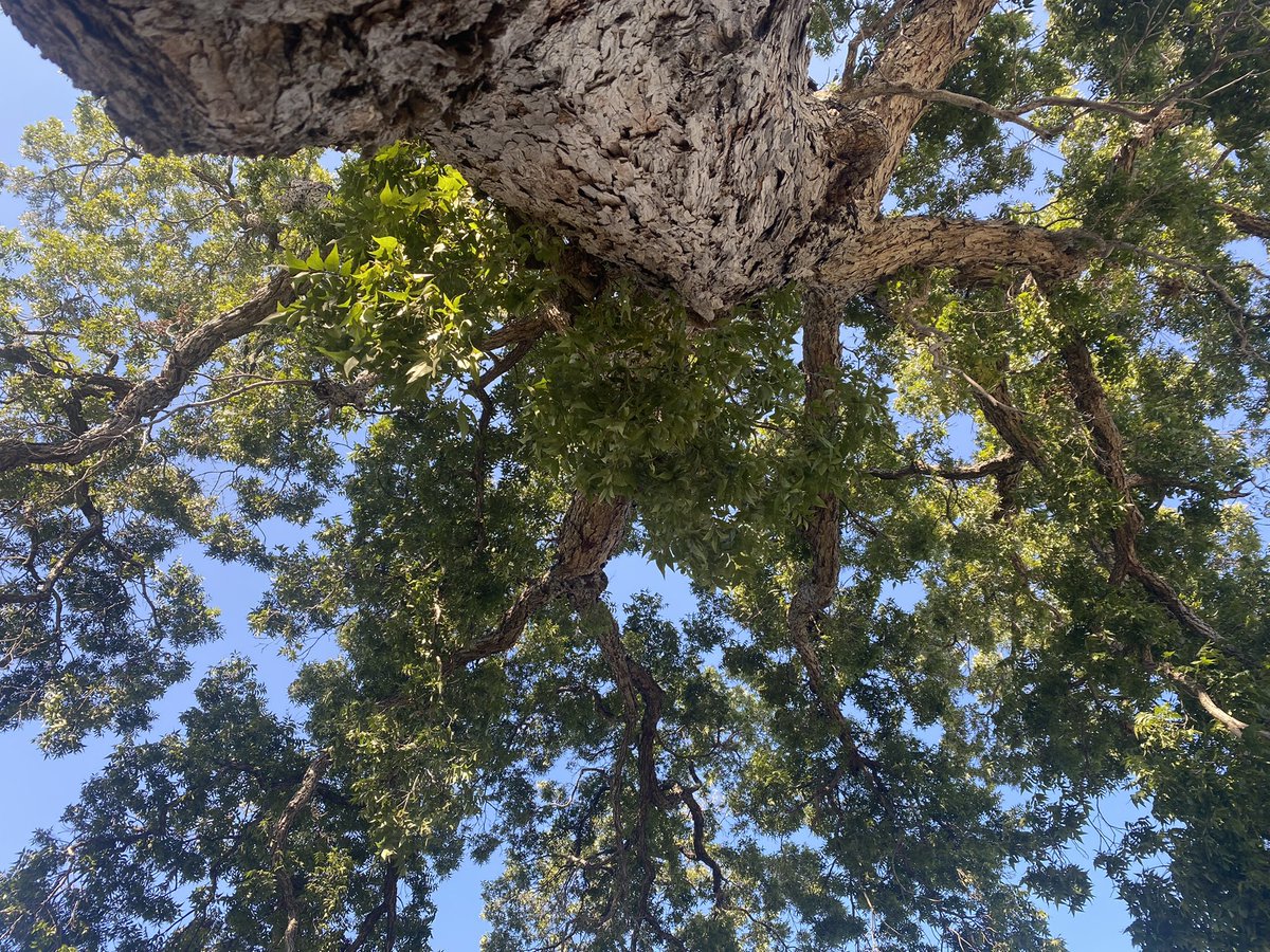 TeachRejoice's tweet photo. What a beautiful day to learn and explore at Confluence Park. Thank you Tessa and @ESCRegion20 for our first PK PD in the park. We look forward to meeting and learning more in October. 🌳🌿🌱 #alwayslearningandgrowing https://t.co/JphdU1GyTr