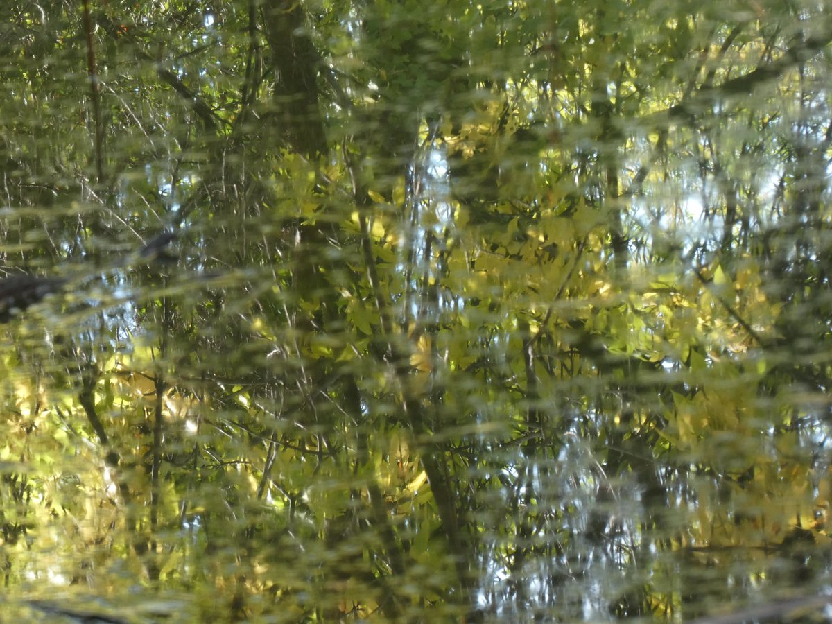 BRotness's tweet photo. Reflection of trees, in standing water...
#NatureBeauty #nature https://t.co/sQq6o3fJgy