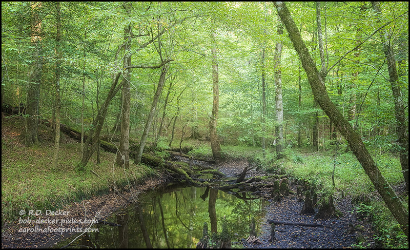 RDDecker's tweet photo. Late summer in the Croatan National Forest. Buy it at https://t.co/6rZeNwUgE0
#BuyIntoArt #GiftThemArt #decor #wallart #fineart #Woodland #forest #landscape #fineartphotography #NaturePhotography #landscapephotography #homedecor #hikingadventures #NorthCarolina #Croatan #art https://t.co/Fqecw3VbvC