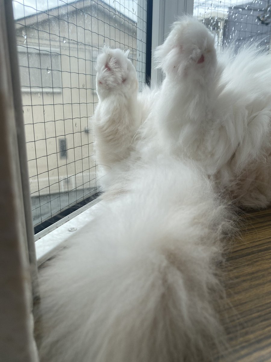 もふっ！
 #猫 
 #猫好きさんと繋がりがりたい