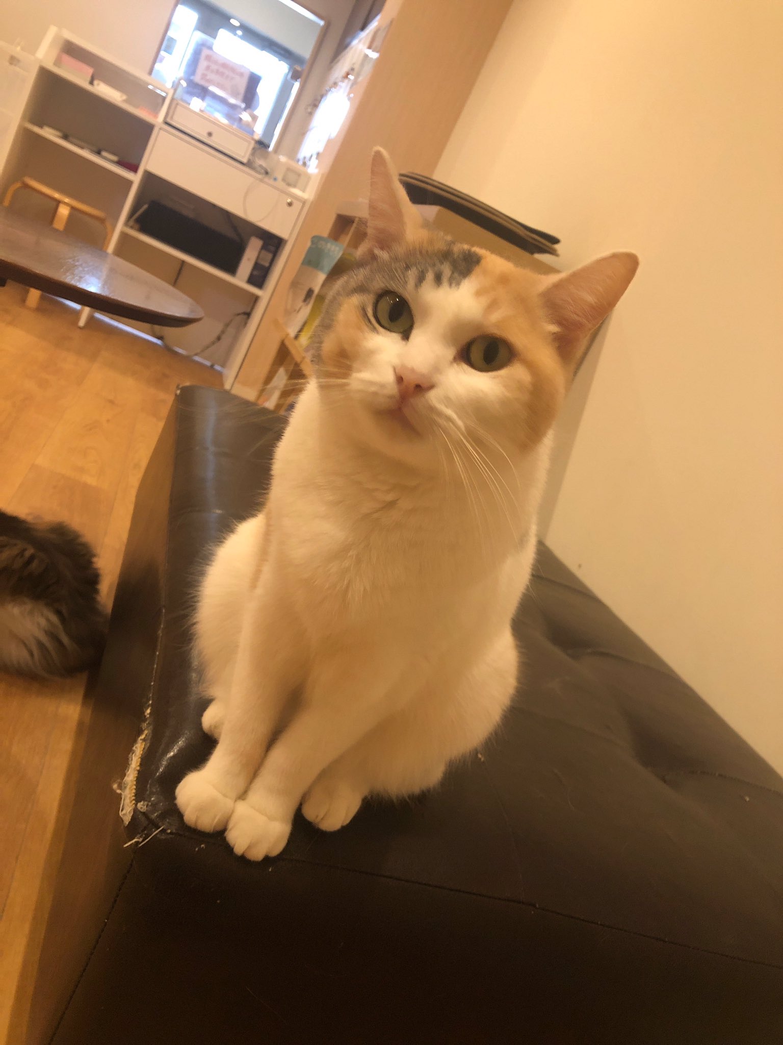 Cat Cafe Obc Catcafe Obc Twitter