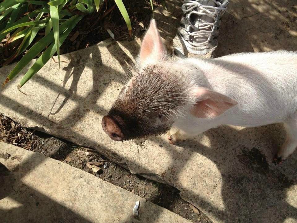 Esther TheWonder Pig tweet media