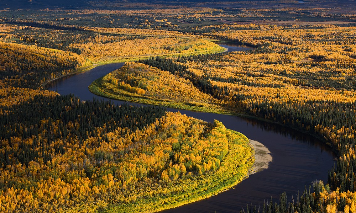 USFWS's tweet image. Flying into fall over the vibrant boreal forest of Nowitna NWR and the Nowitna Wild and Scenic River. Refuges of interior AK are currently in peak or already past peak color for foliage as we celebrate the first day of fall. 

Photo: Aerial view of Nowitna NWR by Lisa Hupp