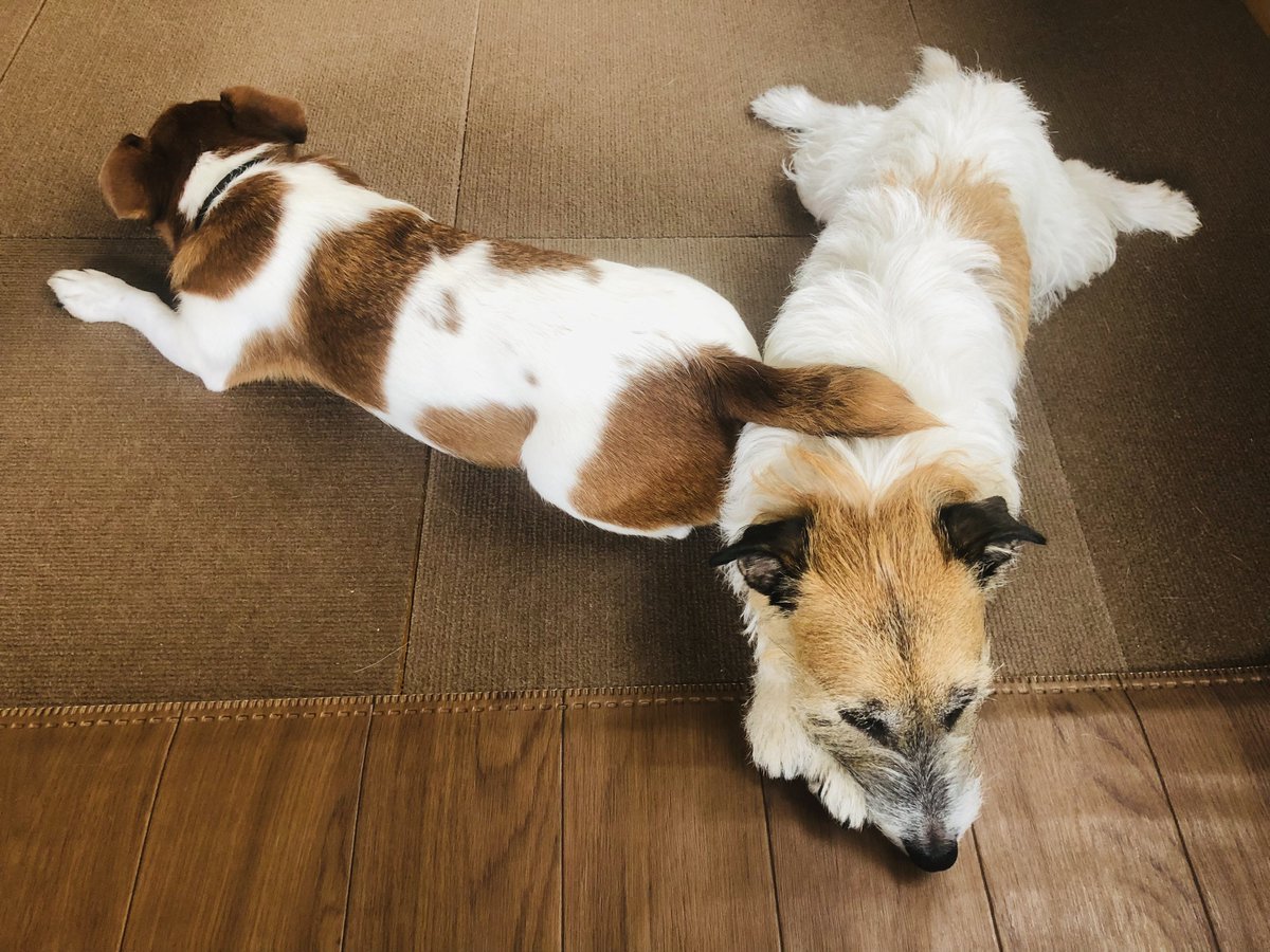 tk7575erh's tweet photo. いぬ文字y
 #Uggie #Conner 
#ジャックラッセルテリア 
#jackrussellterrier 
#犬のいる生活 #犬との生活 https://t.co/A6MDj7iK7X