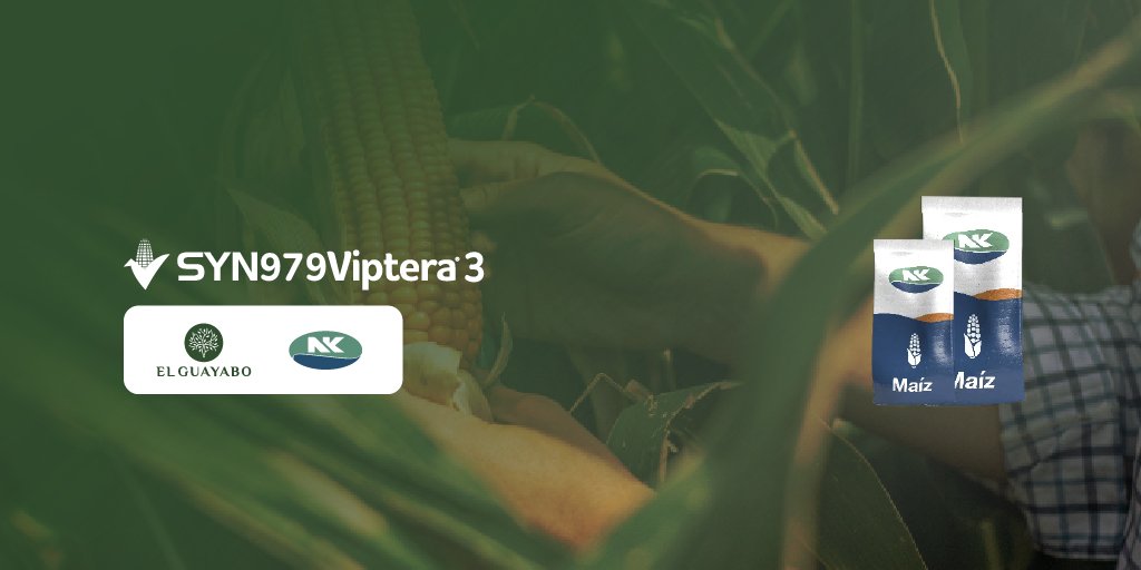 ElGuayaboSrl's tweet photo. 🌽SYN 979 Vip3 @NKSemillas
✅ Siembras en ambientes de alto potencial.
✅ Destacado perfil agronómico.
✅ La mejor biotecnología para el control de lepidópteros.
Aún no tenes tu #BolsaNK ?
📲🙋🏻♂ #ElGuayabo 🌳
#Maíz 🌽 #NKSemillas #SYN979Vip3
https://t.co/DYtbfU5JpL https://t.co/LiLUkFSb8I