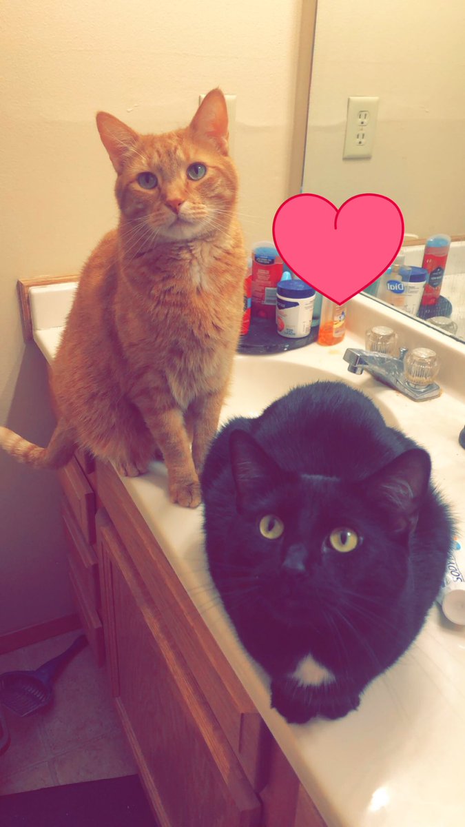 ohalliecat's tweet photo. @samueladams315 https://t.co/bLXuzR4NcP