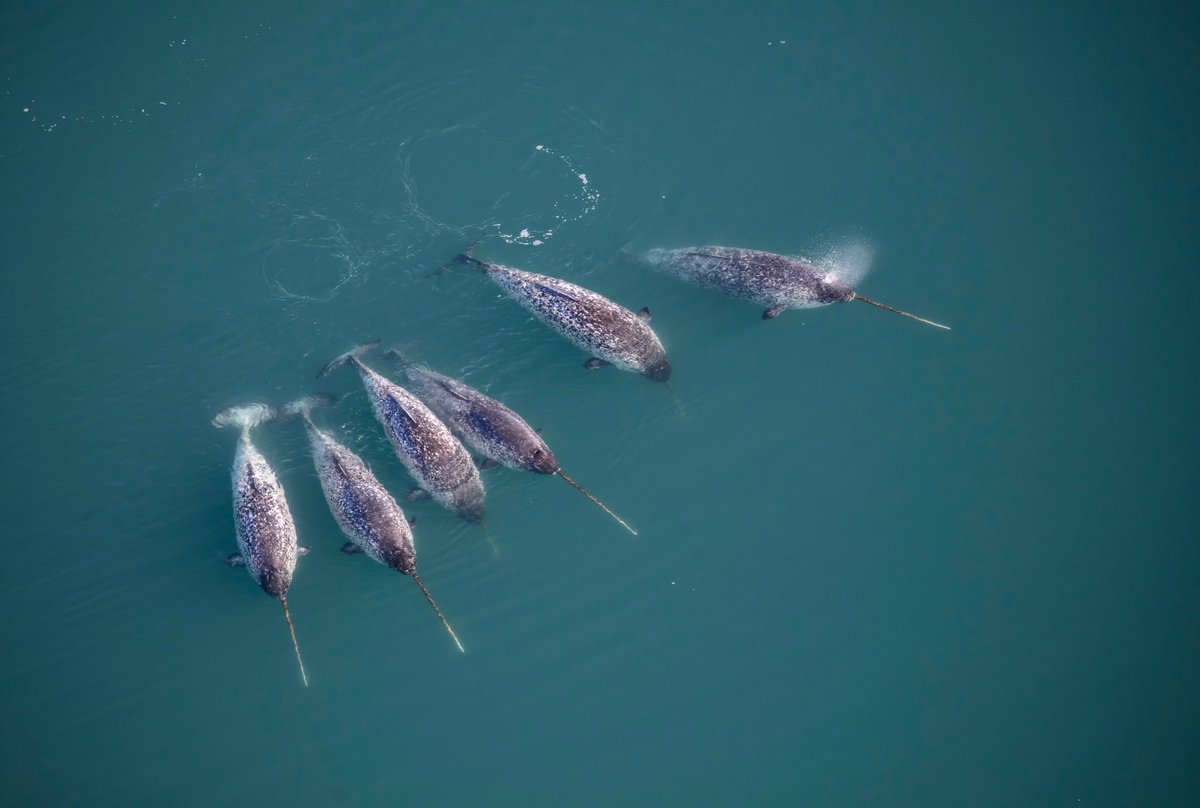 Do you know that
unicorns are lazy 
around noon 
but busy at night?
🦄☀️😴

Read our paper with @mads_heide 
on detection of behavioral patterns 
within dive records of 
a satellite-tagged narwhal  
<a href="/PLOSCompBiol/">PLOS Comp Biol</a> 

Strange attractor of a narwhal
doi.org/10.1371/journa…