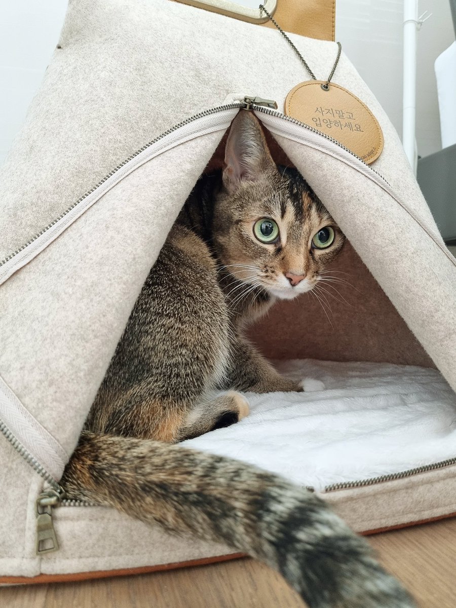 jellybread_glb's tweet photo. 🤍SooakBagのメリット🤍

[ フェルト素材 ]
📍猫のフェロモンを効果的に吸収し、猫たちが安全な領域として認識できるようにする。
📍全ての季節に快適な温度維持が可能
#猫　#猫好き　#猫好きさんと繋がりたい　#JellyBread  #sooakbag https://t.co/As76GQGoXy