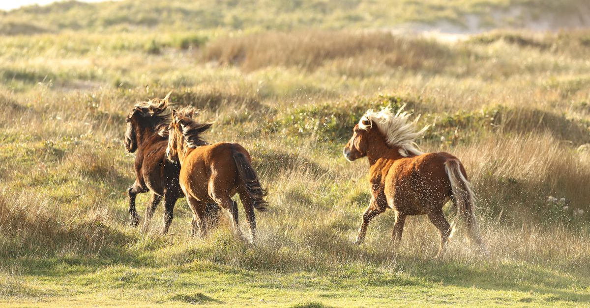 Wild horses face unruly storms as Fiona nears Canada's east coast reut.rs/3dvUoO1