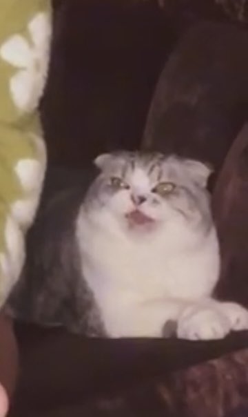 illbtheprincess's tweet photo. I would die for Meredith honestly #MidnightsMayhemWithMe #MidnighTS https://t.co/6kGqE6soqH