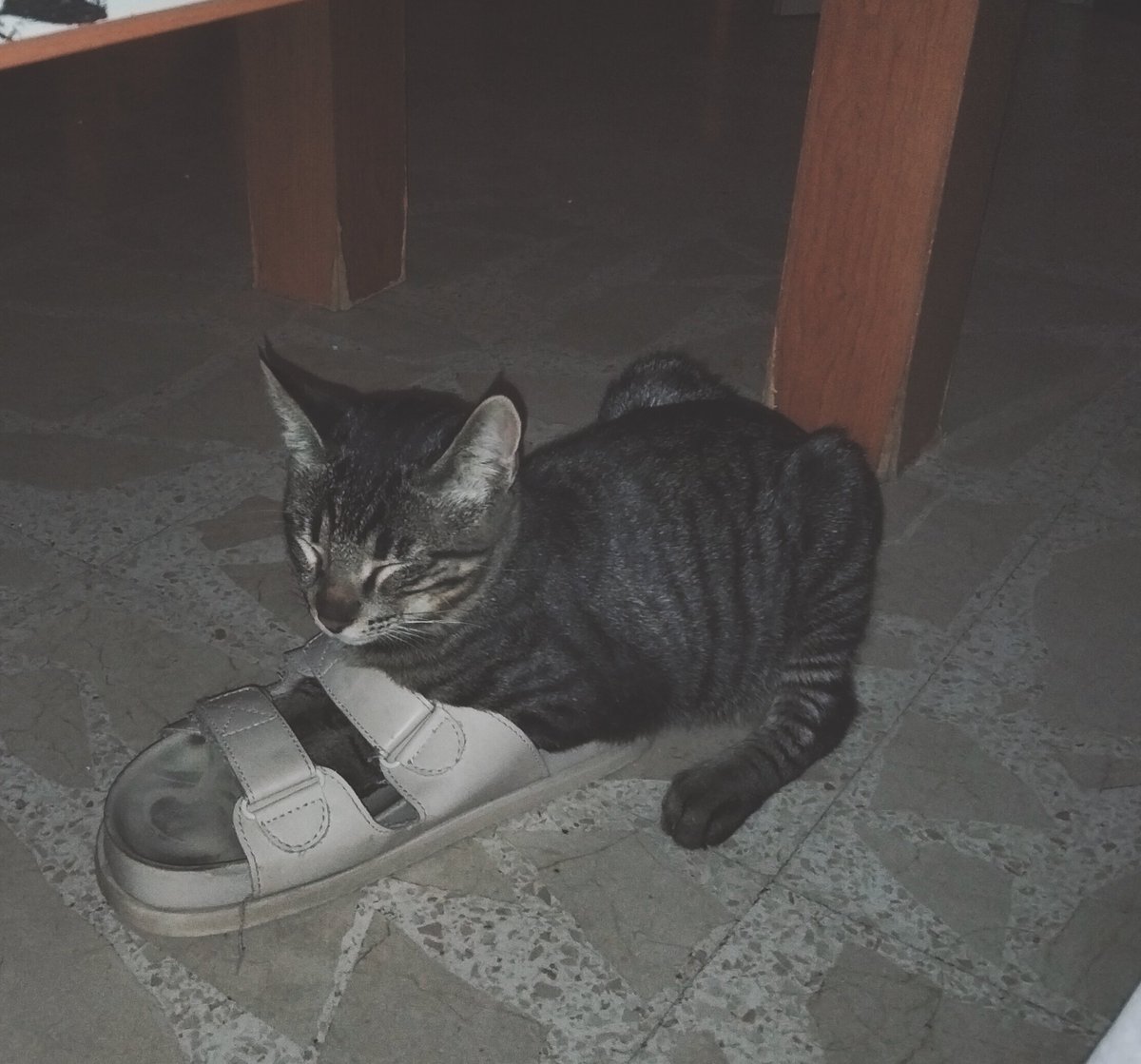 mhrdgz2's tweet photo. Abro hilo de tu mascota durmiendo.

Empiezo yo: https://t.co/bGzWQmKwHl