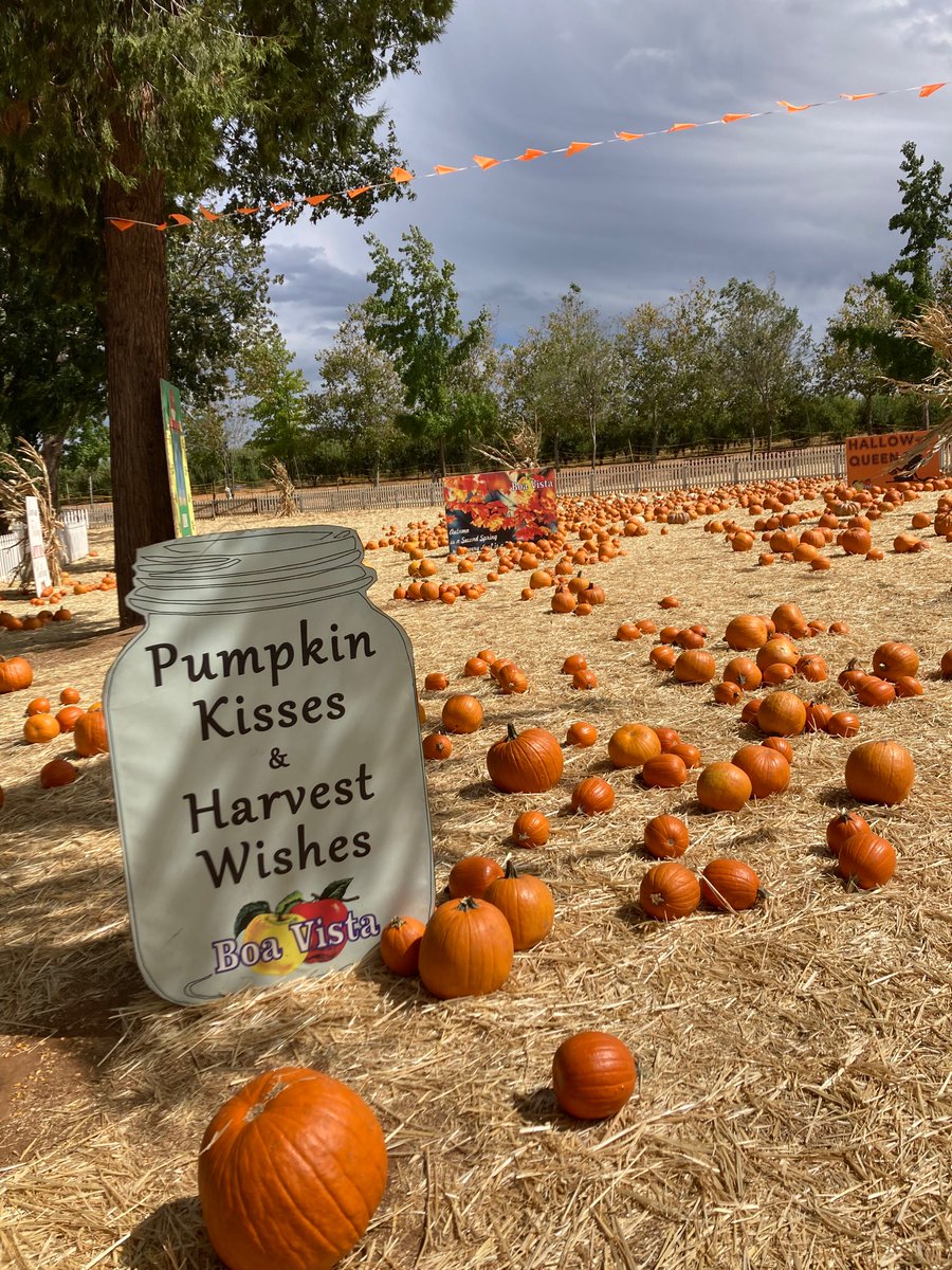 Last weekend, I had to get my pumpkin on at this charming place called Apple Hill 🍎 🍏