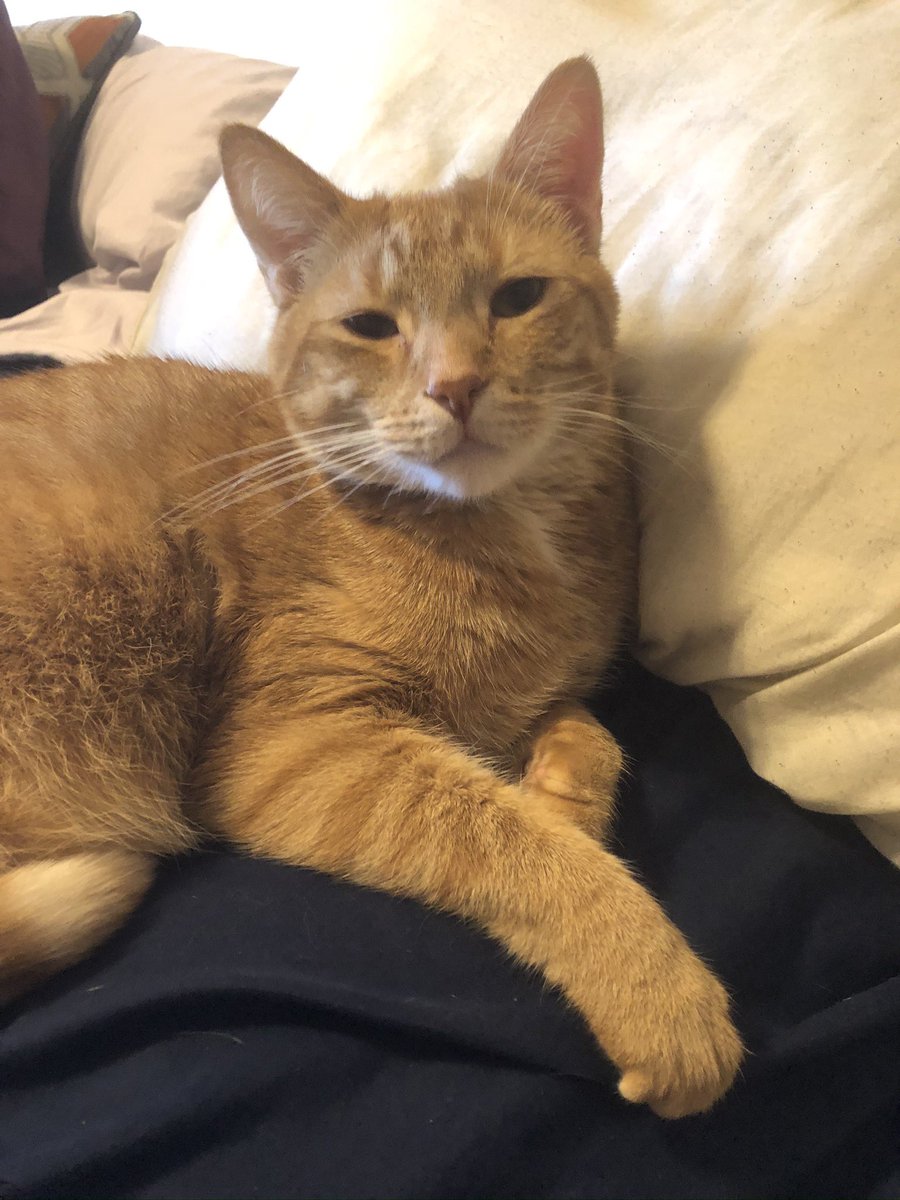 ohalliecat's tweet photo. @samueladams315 https://t.co/HzGSnLS3ot