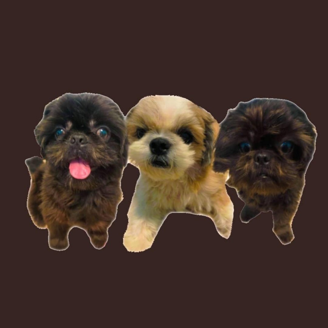 othersideofroj's tweet photo. Love you babes 🐶🐶🐶 https://t.co/qXfs0g3T9F