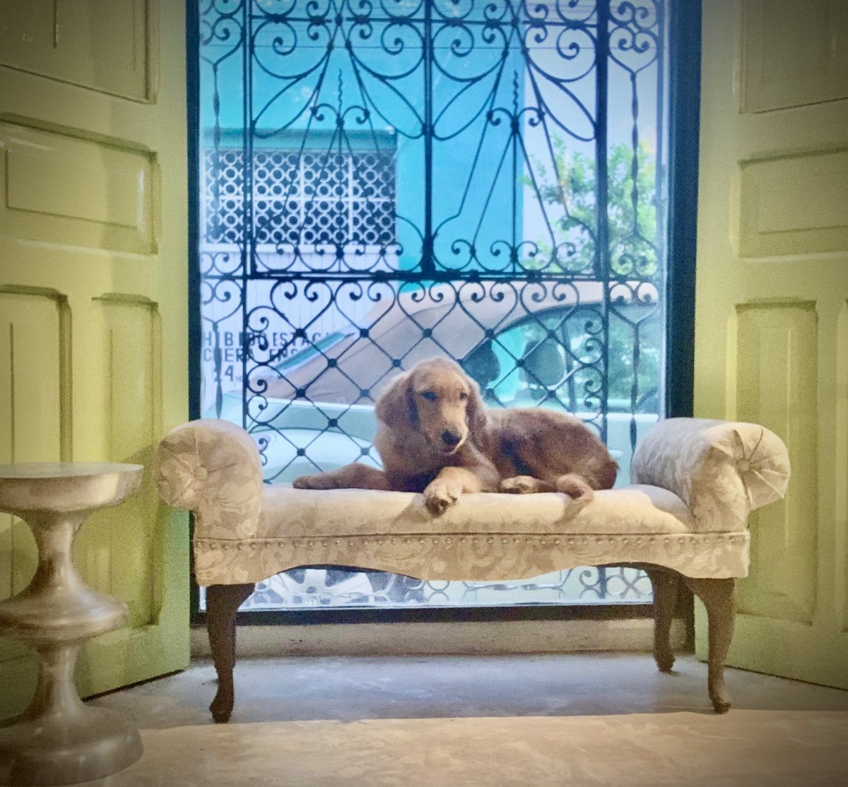 Meet my new furbaby!🥰

Booker’s the name, lounging’s the game🐾🐾

#CannabisCommunity #goldenretriever #dogsoftwitter #puppies