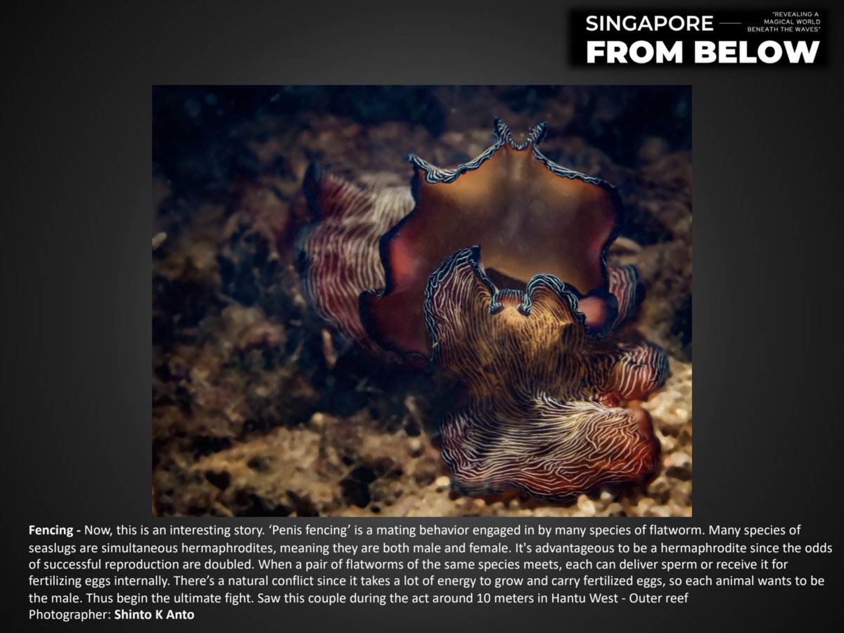 GM Twitter 🏝️ 🔞

Great story to start your day. Worth a read for your daily science lesson 🙃 Also, only piece available as NFT from my ongoing Exhibition - Singapore from Below. 

📍ArtScience Museum, Singapore (Till Oct 9)