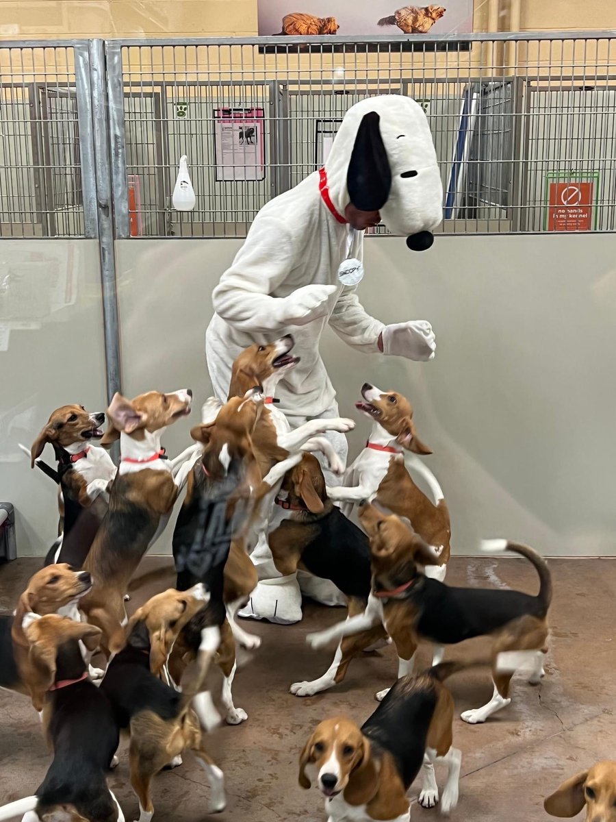 Beagle puppies rescued from a medical testing facility got to meet Snoopy. (OC)