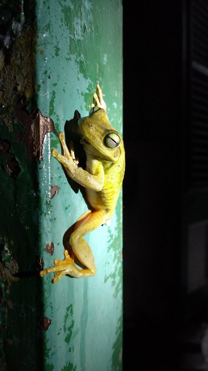 Rattled-voice or Emerald eyed tree #frog (Boana xerophylla). They are typically white during the day when sleeping, but are yellow when active at night. Both photos are the same individual (male) seen in #Trinidad. What are some other examples of #amphibians/#anurans doing this?