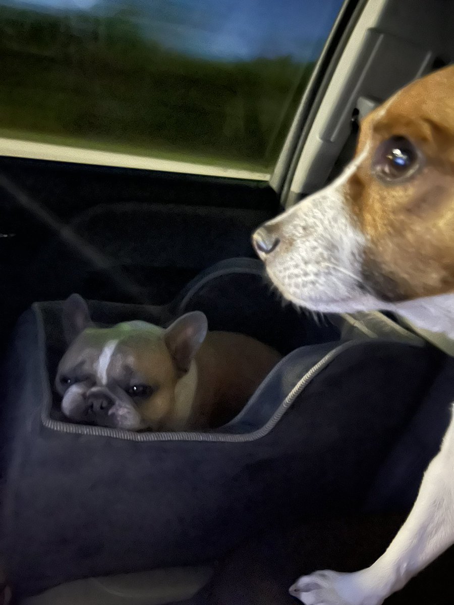 INDStateRex's tweet image. Edith and Tucker making a return trip to the Haute. Edith is trying to nap.  Tucker is helping navigate the traffic on I-70 W. #HauteHounds