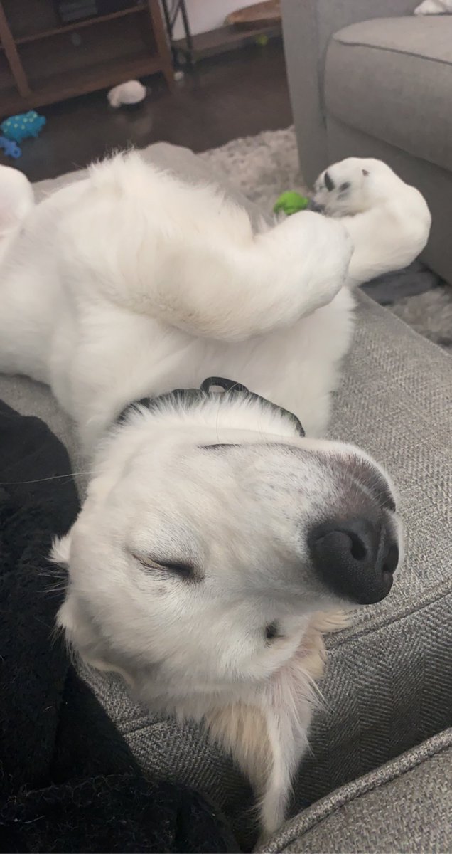 cocotaylorr's tweet photo. I have an obsession with my dog. He is 100% in charge of this house and can do no wrong. https://t.co/kRP6sydrIl