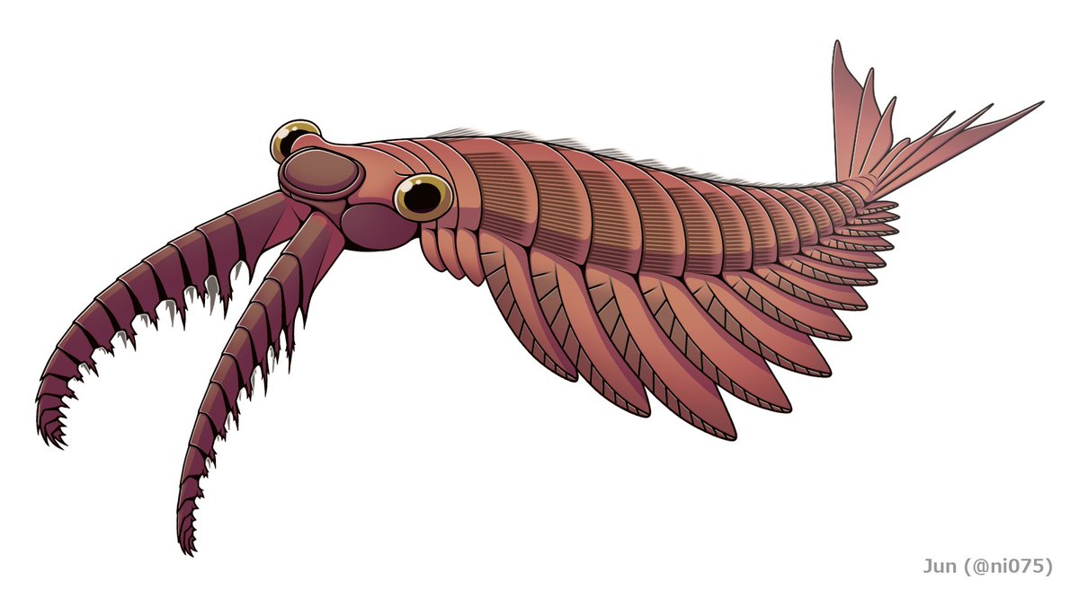 ni075's tweet photo. #みんなでつくるTwitter古生物図鑑
アノマロカリス カナデンシス
Anomalocaris canadensis
カンブリア紀第4期~ウリューアン期
カナダ バージェス動物群, Eager formation, Stanley glacier
推定最大体長38cm
海産
ラディオドンタ類 Radiodonta
アノマロカリス科 Anomalocarididae https://t.co/vStRM1NlZN