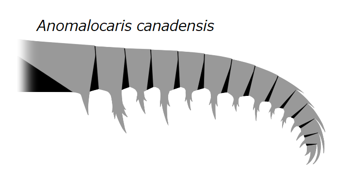 ni075's tweet photo. #みんなでつくるTwitter古生物図鑑
アノマロカリス カナデンシス
Anomalocaris canadensis
カンブリア紀第4期~ウリューアン期
カナダ バージェス動物群, Eager formation, Stanley glacier
推定最大体長38cm
海産
ラディオドンタ類 Radiodonta
アノマロカリス科 Anomalocarididae https://t.co/vStRM1NlZN