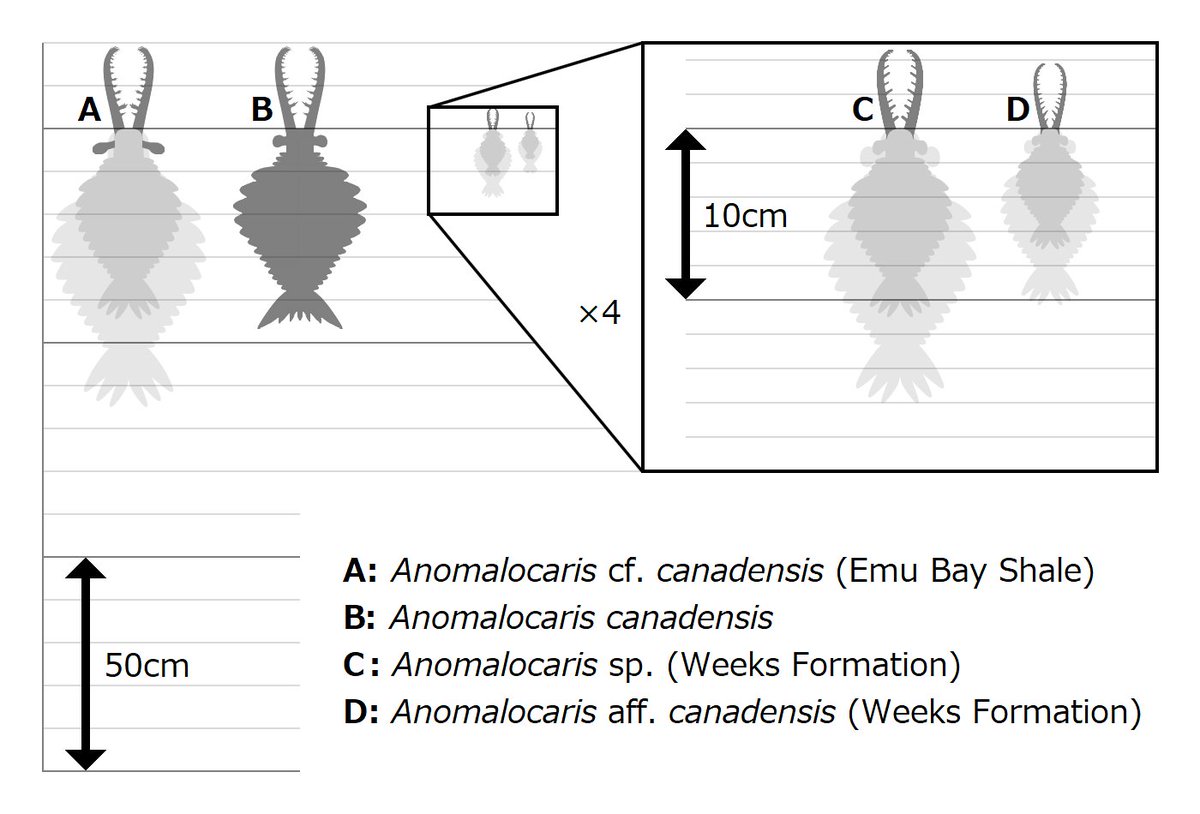 ni075's tweet photo. #みんなでつくるTwitter古生物図鑑
アノマロカリス カナデンシス
Anomalocaris canadensis
カンブリア紀第4期~ウリューアン期
カナダ バージェス動物群, Eager formation, Stanley glacier
推定最大体長38cm
海産
ラディオドンタ類 Radiodonta
アノマロカリス科 Anomalocarididae https://t.co/vStRM1NlZN