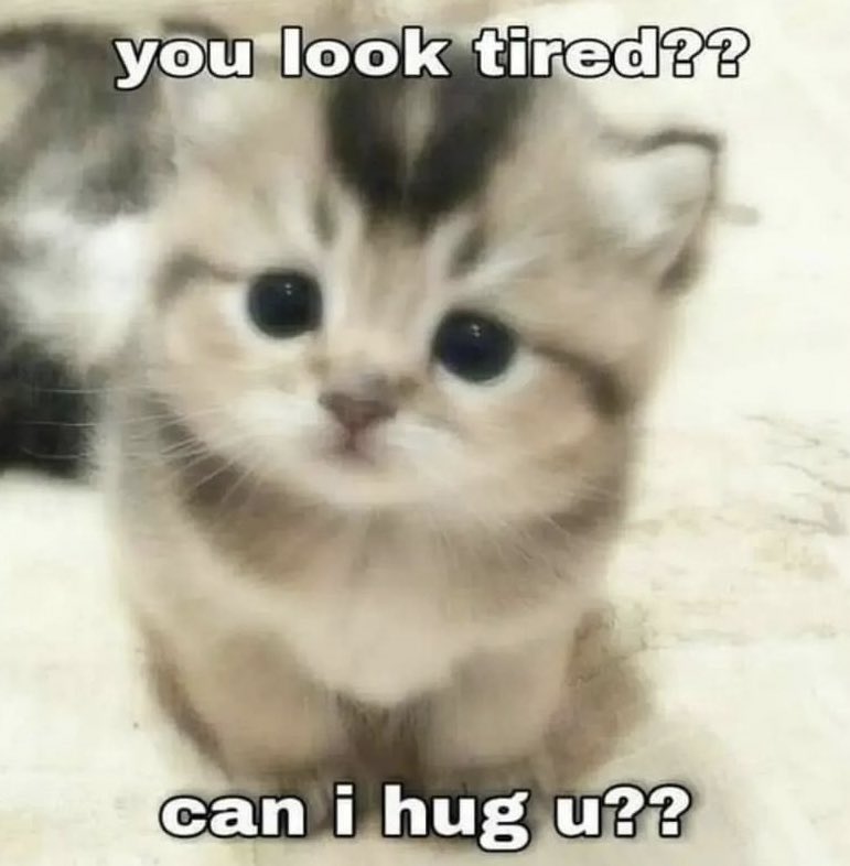 not cute & kinky memes tweet media